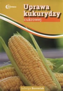 Uprawa kukurydzy cukrowej