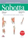 Tablice anatomiczne mięśni, stawów i nerwów. Angielskie mianownictwo Atlas anatomii człowieka Sobotta.