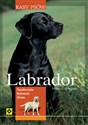 Labrador Rasy psów