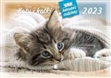 Kalendarz rodzinny 2023 WL09 Koty i kotki - 