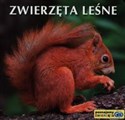 Zwierzęta leśne - 