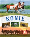 Konie - Małgorzata Mąkosa