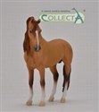 Koń Campolina Stallion Red Dun - 