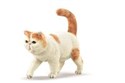 Exotic Shorthair kot  - 