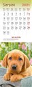 Kalendarz 2021 Ścienny pocztówkowy Psy ARTSEZON