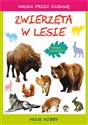 Zwierzęta w lesie Moje hobby