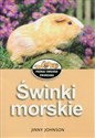 Świnki morskie