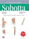 Tablice anatomiczne mięśni, stawów i nerwów. Angielskie mianownictwo Atlas anatomii człowieka Sobotta. - F. Paulsen, J. Waschke