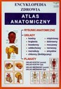 Atlas anatomiczny Encyklopedia zdrowia 40