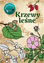 Krzewy leśne. Kolorowanka 