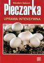 Pieczarka uprawa intensywna