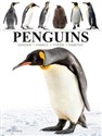 Penguins 