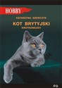 Kot brytyjski krótkowłosy - Katarzyna Szewczyk