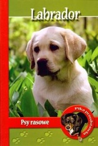 Pika przedstawia Labrador Psy Rasowe
