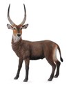 Antylopa Waterbuck L - 