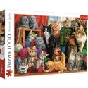 Puzzle Kocie spotkanie 1000 - 