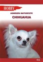 Chihuahua - Agnieszka Matuszczyk