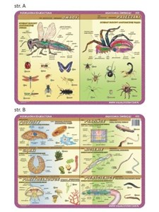 Podkładka edu. 052 - Anatomia: owady, pajęczaki..