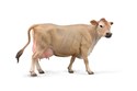 Jersey Cow Krowa  - 