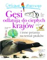 Ciekawe dlaczego gęsi odlatują do ciepłych krajów - Amanda O`Neill