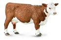 Krowa rasy Hereford - 